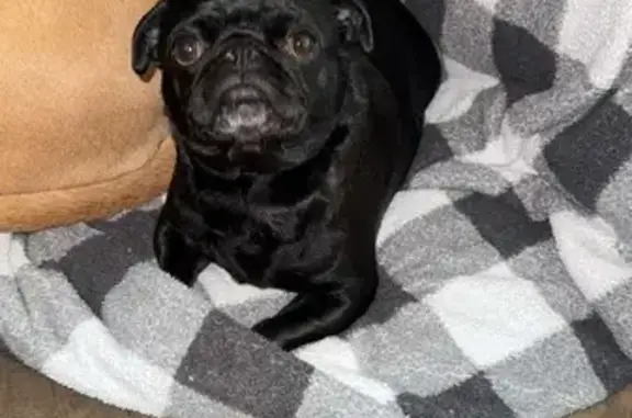 Lost Black Pug in Argyle, WI - Help!