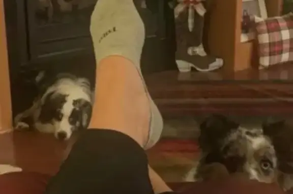 Missing dog Arkansas City, photo: Lost Blue Merle Dog in Damascus, AR