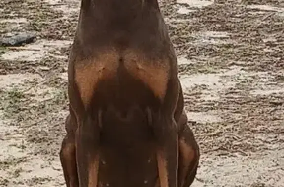 Lost Chocolate Doberman on King Bee St