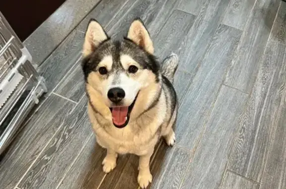 Lost and found pets , photo: Found: Female Dog on Woodside Ave