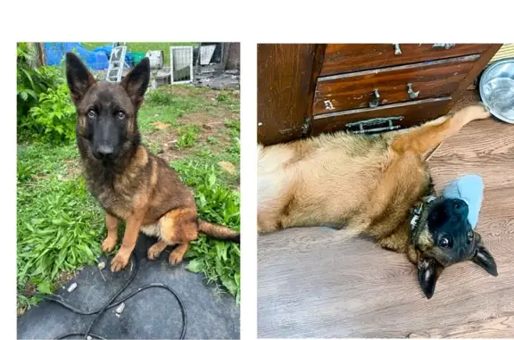 Lost Playful Dog: Genevieve in Cookeville