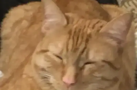 Lost Orange Tabby: 'Lucky' in Beverly, MA