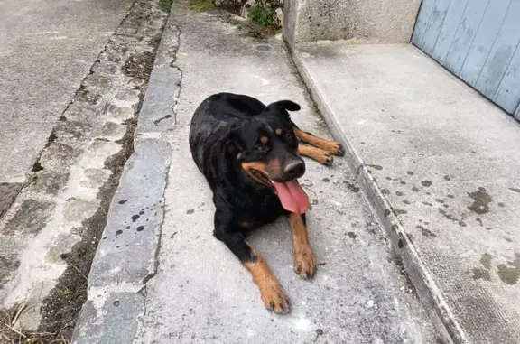 Chien trouvé , photo: Chienne croisée et teckel trouvés à Puisieulx