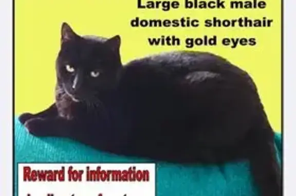 Help Find Shay: Lost Black Cat in Northbridge