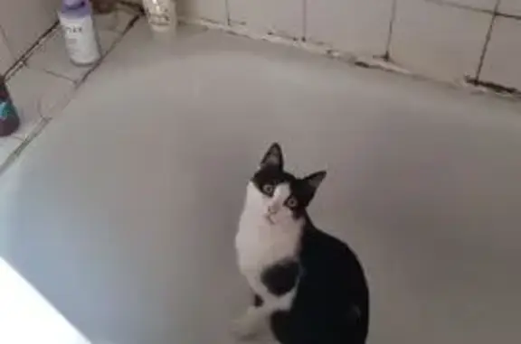 Animaux perdus Chamalières, photo: Chat noir et blanc perdu à Chamalières