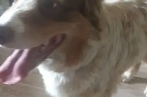 Chien berger trouvé Av. Général Leclerc - photo