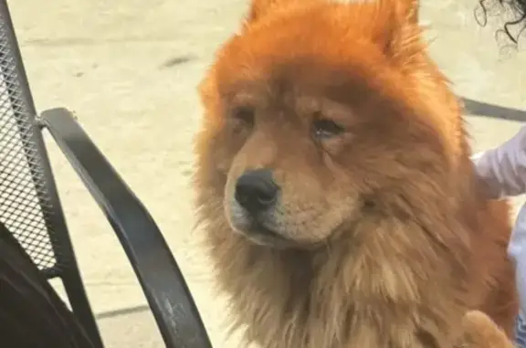 Lost Golden Brown Dog: 158th Street