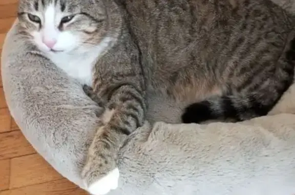 Chat perdu Tigre, museau blanc, Moyeuvre-Grande - photo