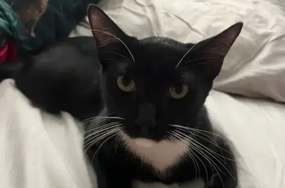 Lost Tuxedo Cat: West Chester Area
