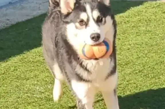 Lost Husky Mix Sisters in Daytona Beach