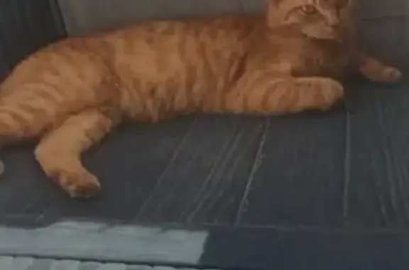 Chat roux perdu, tatoué et pucé à Bassens - photo