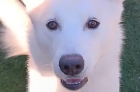 Lost Dog Vicky: White, Brown Eyes, Daytona