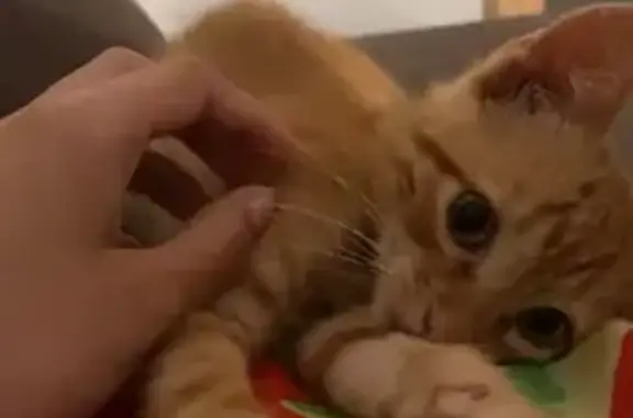 Gata Naranja Perdida en Alicante: ¡Ayuda!