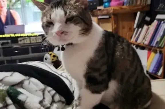 Lost Cyprus Cat: White Paws in Grand Rapids