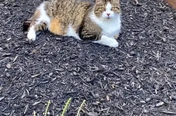 Lost Tabby Cat with Unique Markings
