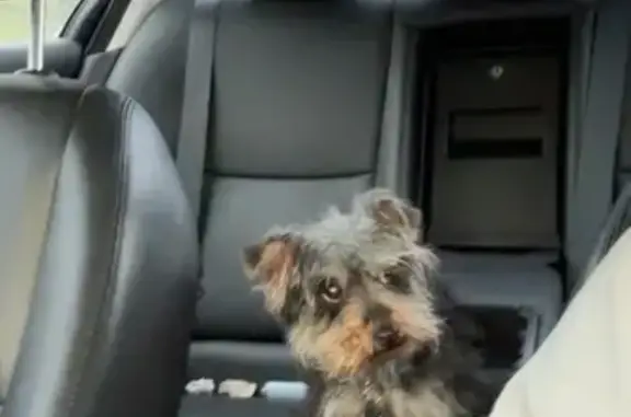 Lost Dog on Rex Ridge Parkway