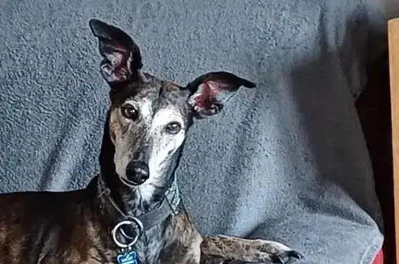 Chienne galga perdue à Villiers-en-Plaine - photo