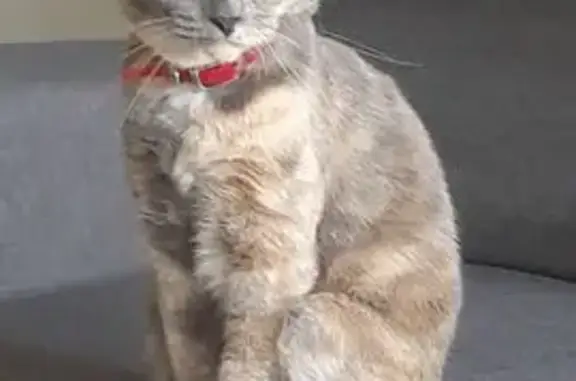 Chatte perdue à Watten, rue du Bailly - photo