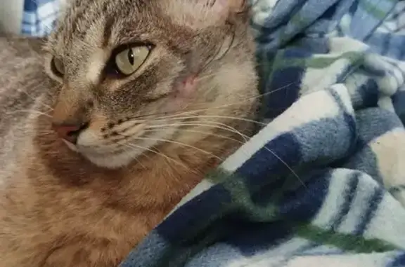 Chat gris tigré perdu à Bordeaux - photo