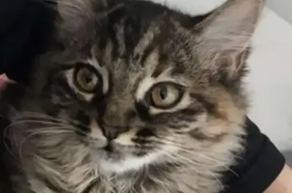 ¡Gato Perdido en Viladecans! Ayuda