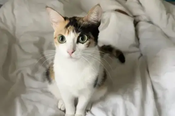 Ivy, chat perdu à Vérac, gros yeux - photo