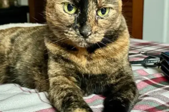 Help Find Mowgli: Friendly Lost Tortie