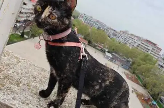 Gata Carey Perdida: Necesita Medicación