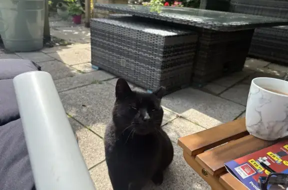 Found Black Cat in Aughton - Is He Yours?