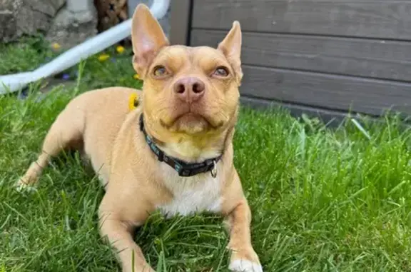 Lost Tan Dog in Columbus - Bellows Ave