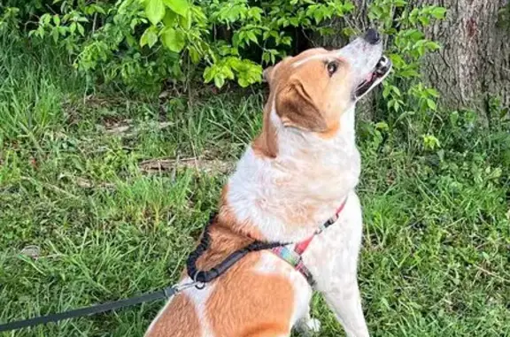 Lost Dog: White & Brown, Lombard Area