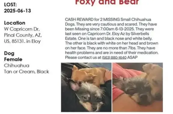 Lost Dog on West Capricorn Dr, Eloy