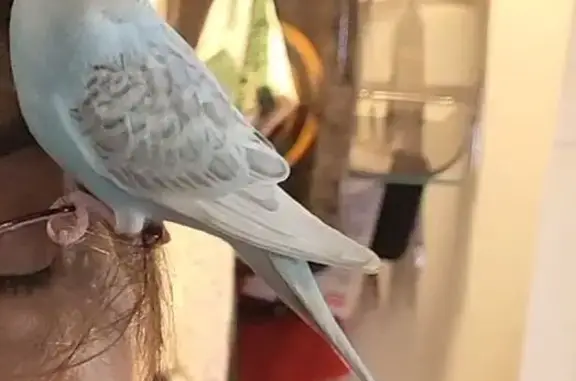 Lost and found pets Long Beach, photo: Lost Budgie: White/Grey/Blue in Long Beach