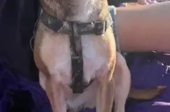 Lost Chihuahua: Sweet & Scared on E 12th Ave