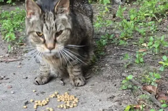 Lost & Found: Cat in Arlington, MA