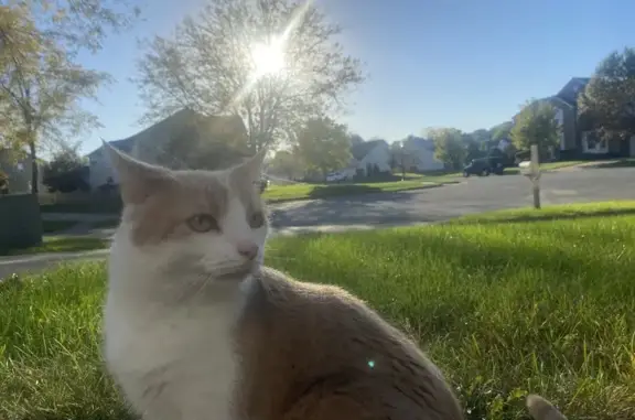 Lost Playful Cat: Orange & White, 10918