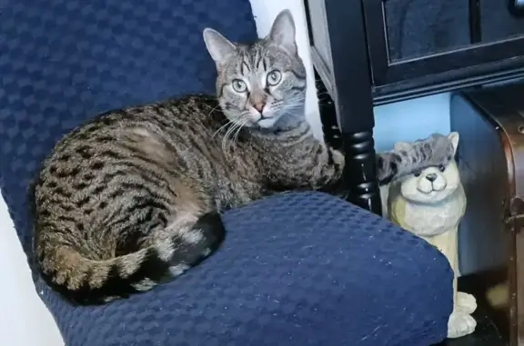 Lost Indoor Cat: Tuco Missing in Buffalo