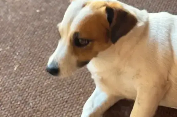 Lost Jack Russell: Sirius in Tierkloof