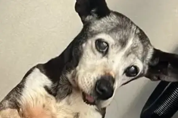 Perro Perdido: 16 años, Mexicali, Río Amarillo