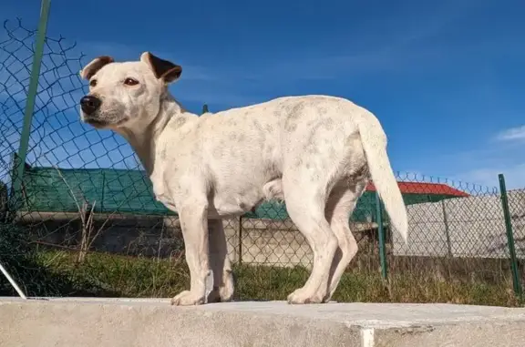 Chien perdu, blanc tacheté, Les Abrets - photo