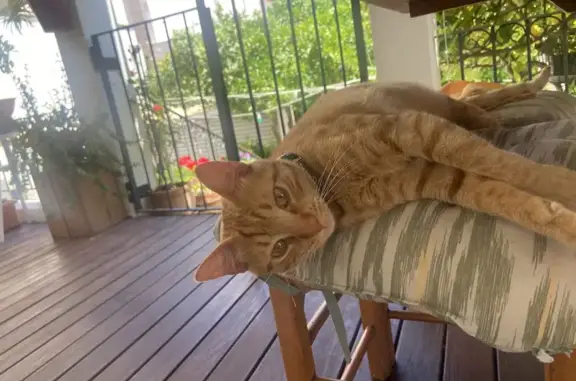 Gato Naranja Perdido en Palma de Mallorca