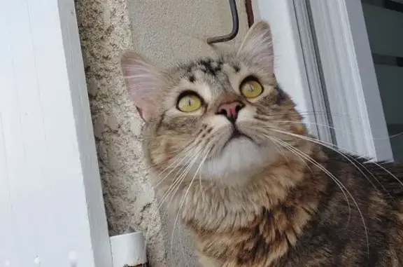 Chat perdu, Tonnay-Charente, photo: Chat perdu : 
