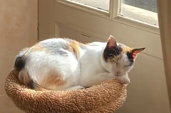 Animaux perdus Toulouse, photo: Chatte tricolore perdue, collier rouge, Toulouse
