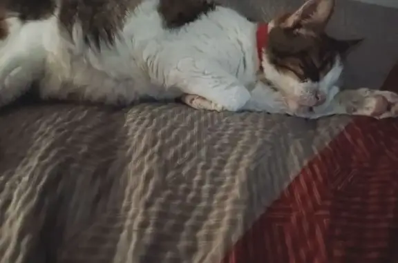 Lost White & Orange Cat in Kennesaw, GA