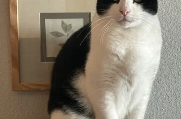 Lost Tuxedo Cat: Sweet, Shy, & Hungry