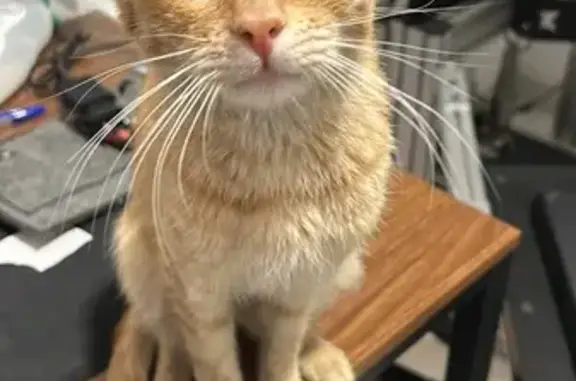 Gato Naranja Cariñoso Busca Hogar en Sevilla