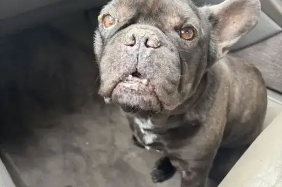Found: Friendly Brown & White French Bulldog