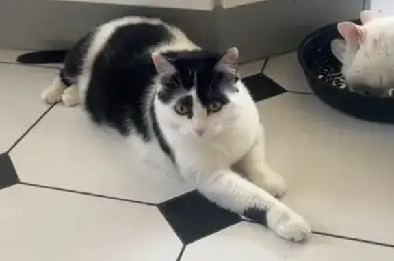Chat perdu : tache blanche côté œil gauche - photo