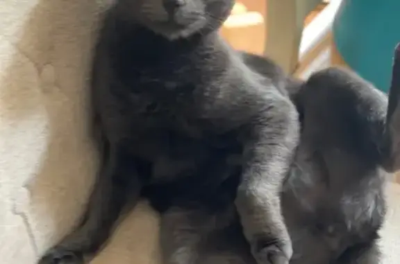 Found cat Colorado City, photo: Found: Gray Cat with Yellow Eyes in CO