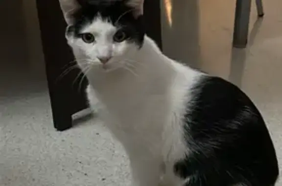 Se busca: Gato blanco y negro perdido