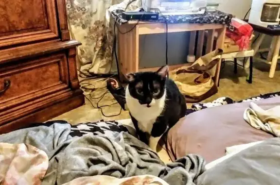 Lost and found pets Tucson, photo: Lost: Black & White Cat, Unique Ears, Tucson
